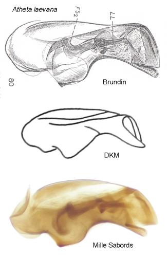 Atheta laevana